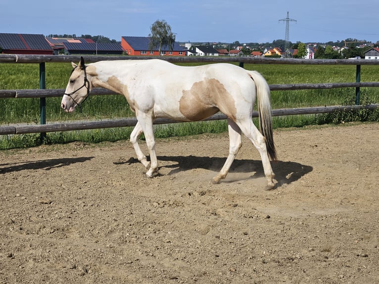 American Paint Horse Giumenta 2 Anni 150 cm Tobiano-tutti i colori in Mindelheim