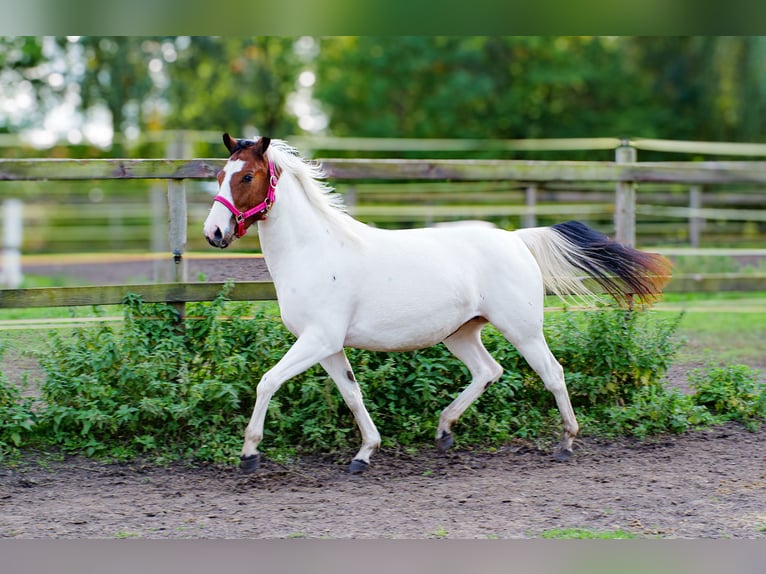 American Paint Horse Mix Giumenta 2 Anni 150 cm Tobiano-tutti i colori in Brenz