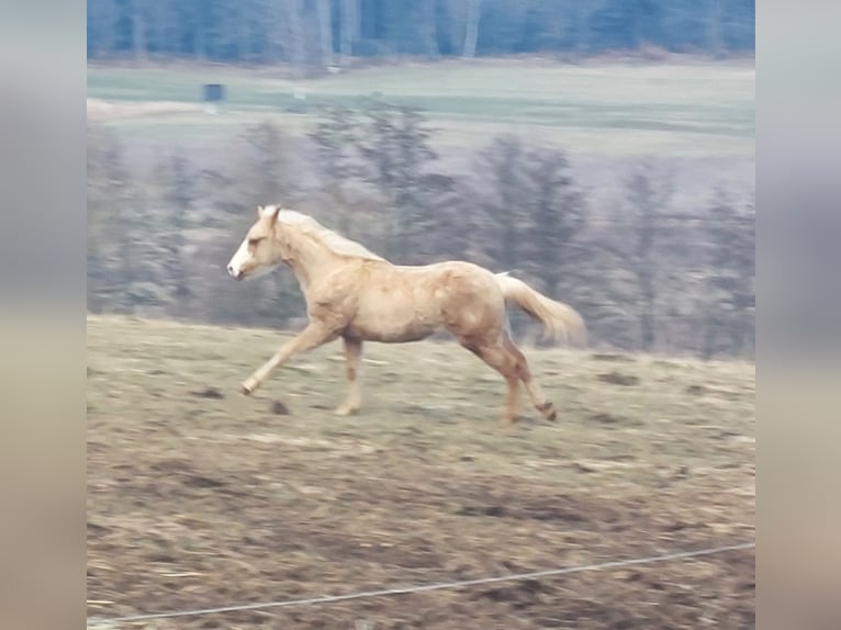 American Paint Horse Giumenta 2 Anni 155 cm Palomino in Landkreis Aschaffenburg