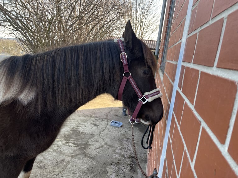 American Paint Horse Giumenta 2 Anni 155 cm Tobiano-tutti i colori in Bad Wünnenberg