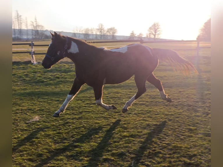 American Paint Horse Giumenta 2 Anni 155 cm Tobiano-tutti i colori in Bad Wünnenberg