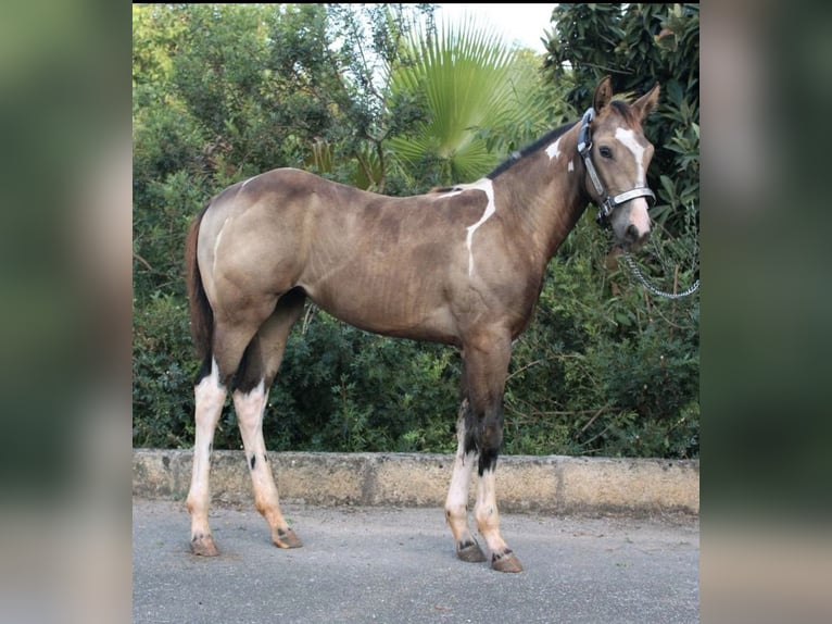 American Paint Horse Giumenta 2 Anni 155 cm Tobiano-tutti i colori in Steinsfeld