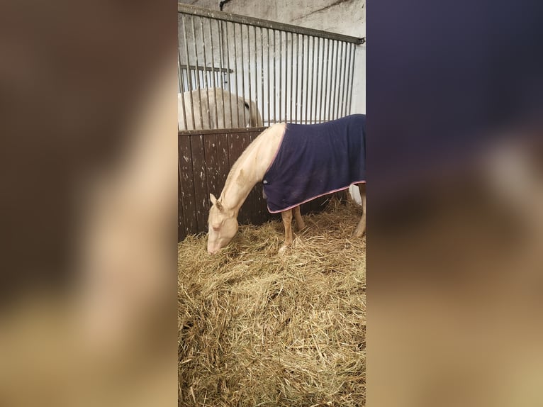 American Paint Horse Giumenta 2 Anni Perlino in Werneuchen
