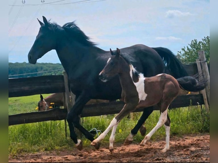 American Paint Horse Giumenta 2 Anni Tobiano-tutti i colori in Eppelborn