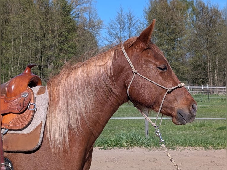 American Paint Horse Giumenta 3 Anni 136 cm Sauro in Nuthetal Ot Nudow