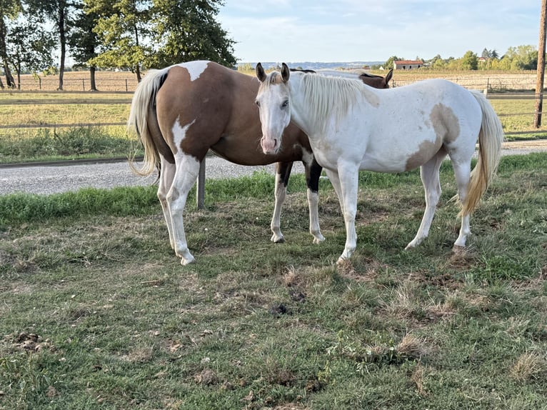 American Paint Horse Giumenta 3 Anni 143 cm Tobiano-tutti i colori in Thodure