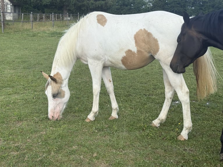 American Paint Horse Giumenta 3 Anni 143 cm Tobiano-tutti i colori in Thodure