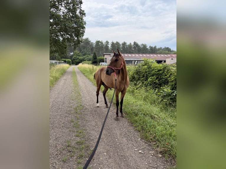 American Paint Horse Giumenta 3 Anni 145 cm Pelle di daino in Tongerlo