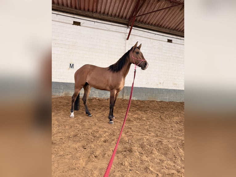 American Paint Horse Giumenta 3 Anni 145 cm Pelle di daino in Tongerlo