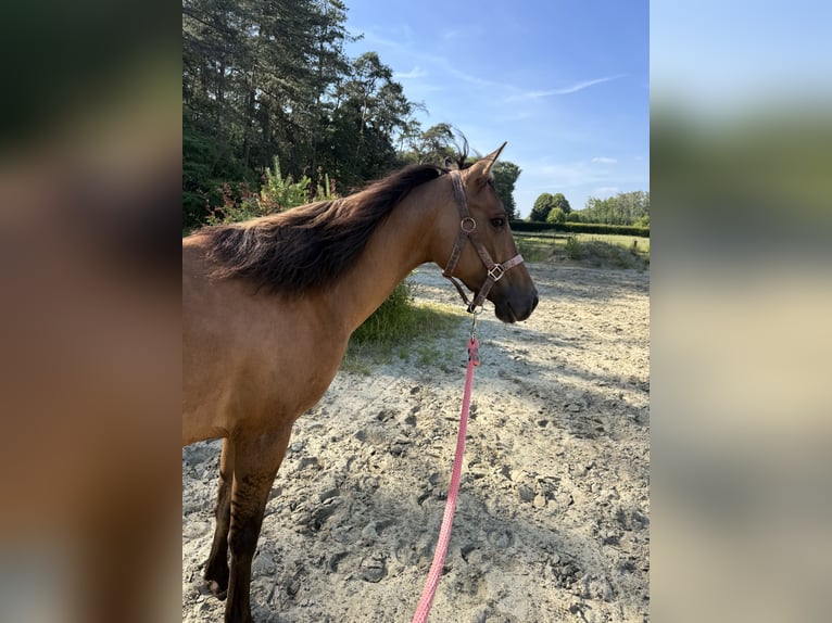 American Paint Horse Giumenta 3 Anni 145 cm Pelle di daino in Tongerlo