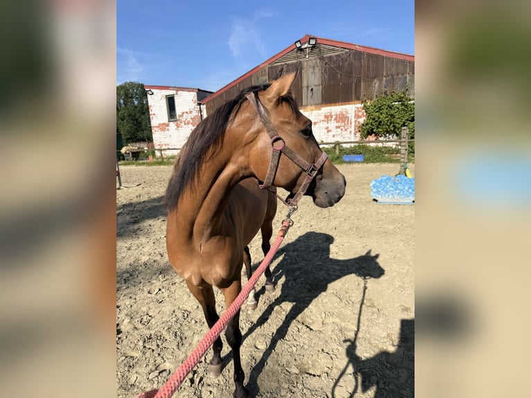 American Paint Horse Giumenta 3 Anni 145 cm Pelle di daino in Tongerlo