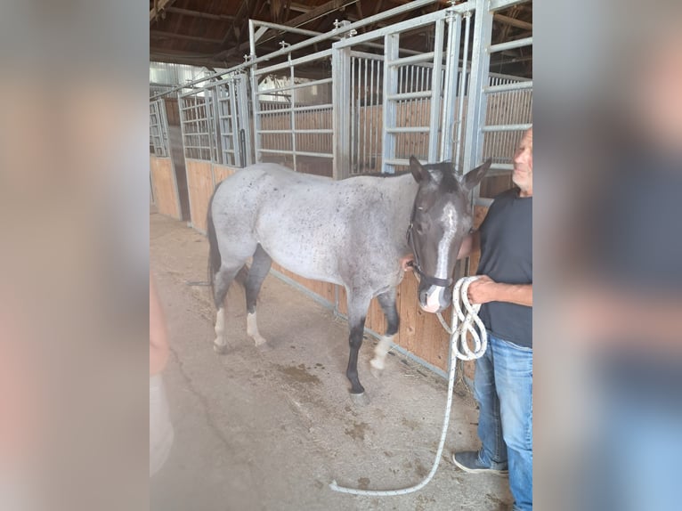 American Paint Horse Giumenta 3 Anni 145 cm Roano blu in Oberostendorf-Gutenberg