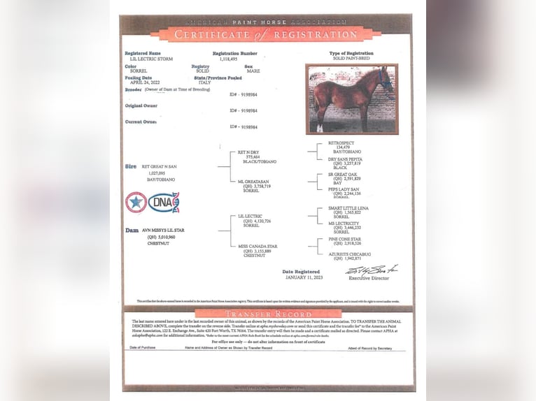 American Paint Horse Giumenta 3 Anni 145 cm Sauro in Asola