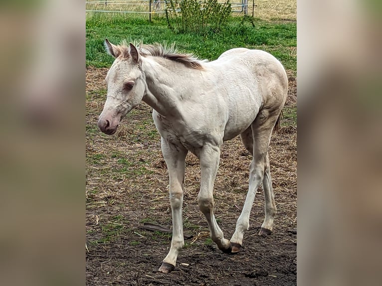 American Paint Horse Giumenta 3 Anni 147 cm Champagne in Langlingen