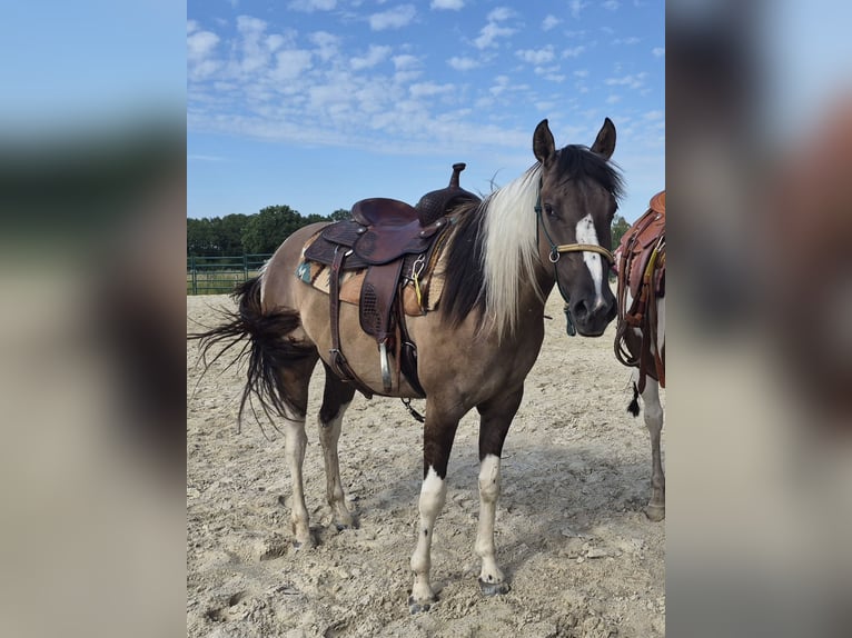 American Paint Horse Giumenta 3 Anni 150 cm Grullo in Gangelt