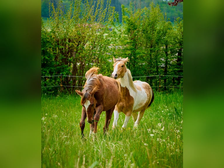 American Paint Horse Giumenta 3 Anni 150 cm Può diventare grigio in Eggenthal