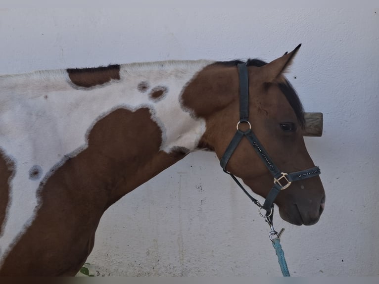 American Paint Horse Giumenta 3 Anni 150 cm Tobiano-tutti i colori in Anger