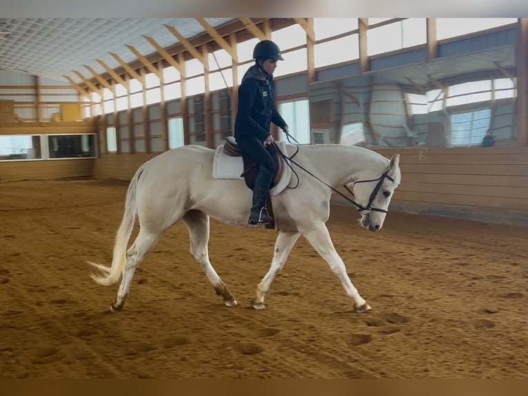 American Paint Horse Giumenta 3 Anni 152 cm Palomino in Grantville