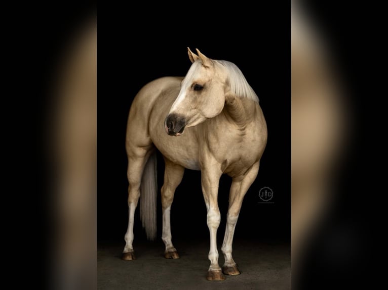American Paint Horse Giumenta 3 Anni 152 cm Palomino in Grantville