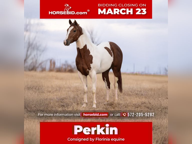 American Paint Horse Giumenta 3 Anni 152 cm Pezzato in Edmond