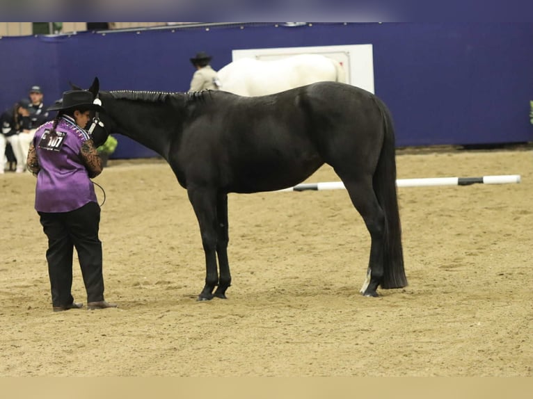 American Paint Horse Giumenta 3 Anni 153 cm Baio nero in Thodure