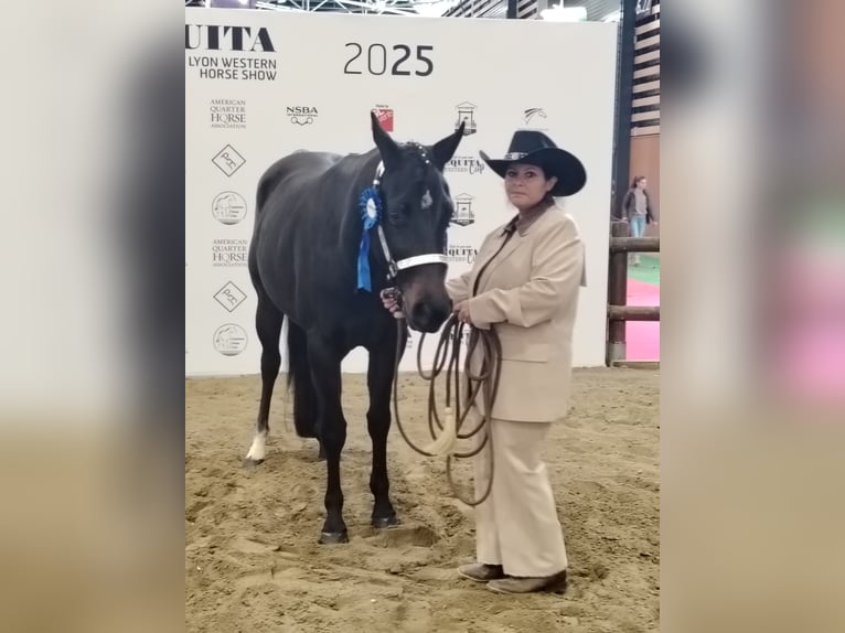 American Paint Horse Giumenta 3 Anni 153 cm Baio nero in Thodure