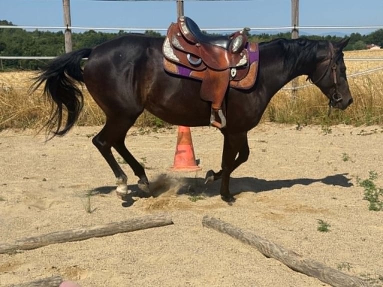 American Paint Horse Giumenta 3 Anni 153 cm Baio scuro in Thodure
