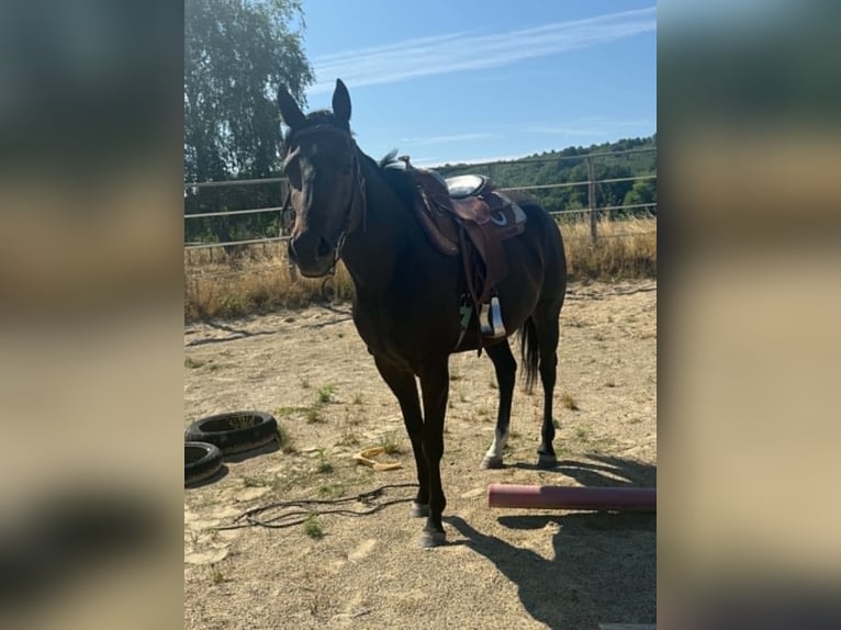 American Paint Horse Giumenta 3 Anni 153 cm Baio scuro in Thodure