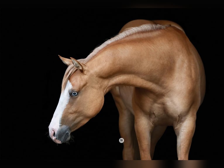 American Paint Horse Giumenta 3 Anni 153 cm Falbo in Bünde