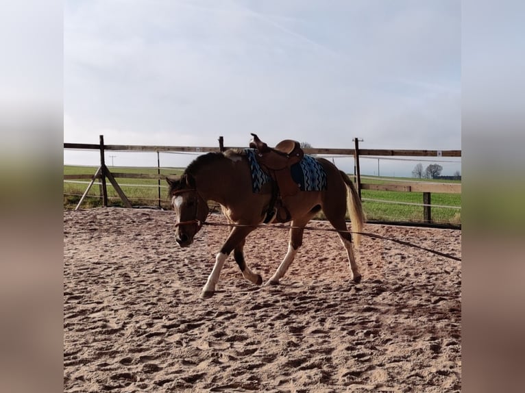 American Paint Horse Mix Giumenta 3 Anni 153 cm Pelle di daino in Münchberg