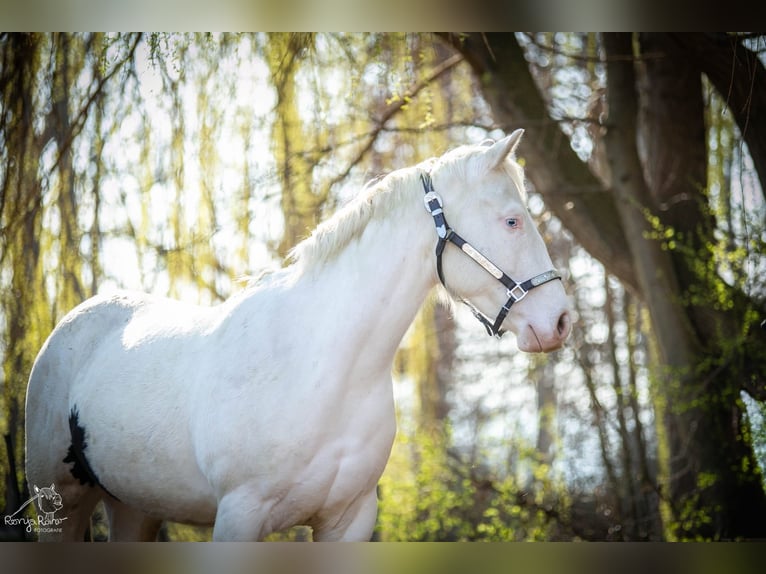 American Paint Horse Giumenta 3 Anni 153 cm Pezzato in Danstedt