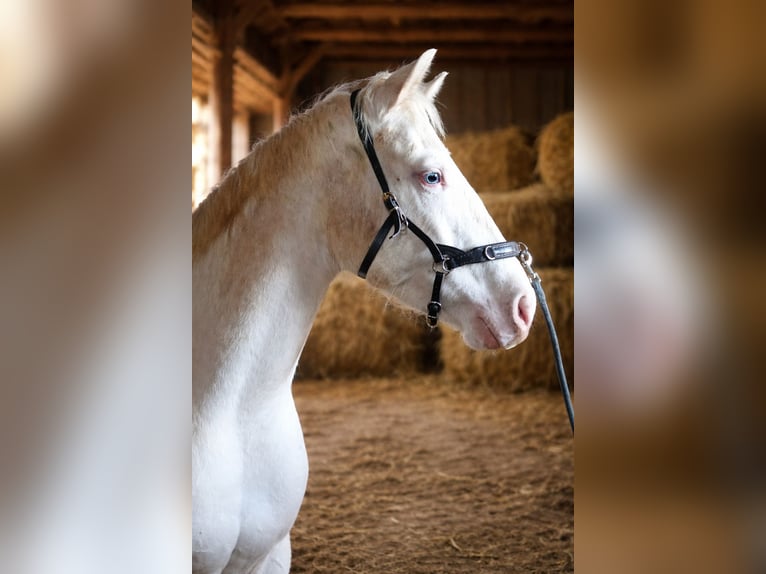 American Paint Horse Giumenta 3 Anni 153 cm Pezzato in Danstedt