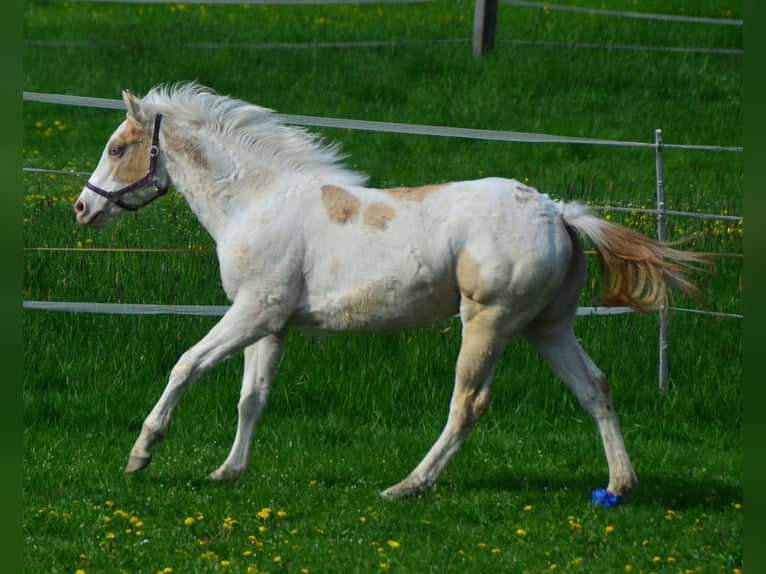 American Paint Horse Giumenta 3 Anni 155 cm Champagne in Buchbach
