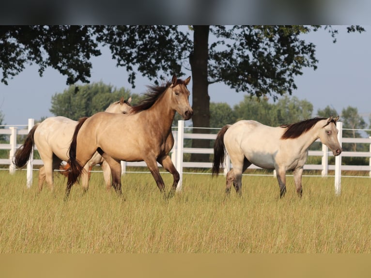 American Paint Horse Mix Giumenta 3 Anni 155 cm Pelle di daino in Oberhausen