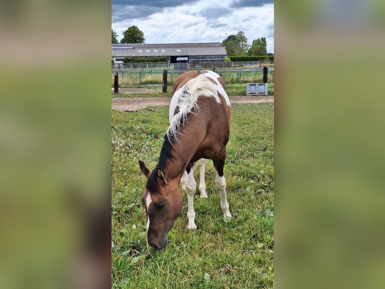 American Paint Horse Giumenta 3 Anni 155 cm Tobiano-tutti i colori in Gavere