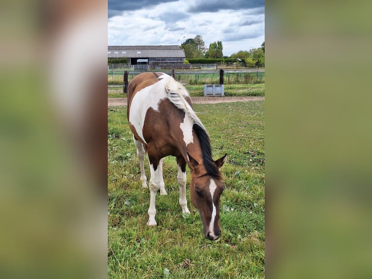 American Paint Horse Giumenta 3 Anni 155 cm Tobiano-tutti i colori in Gavere