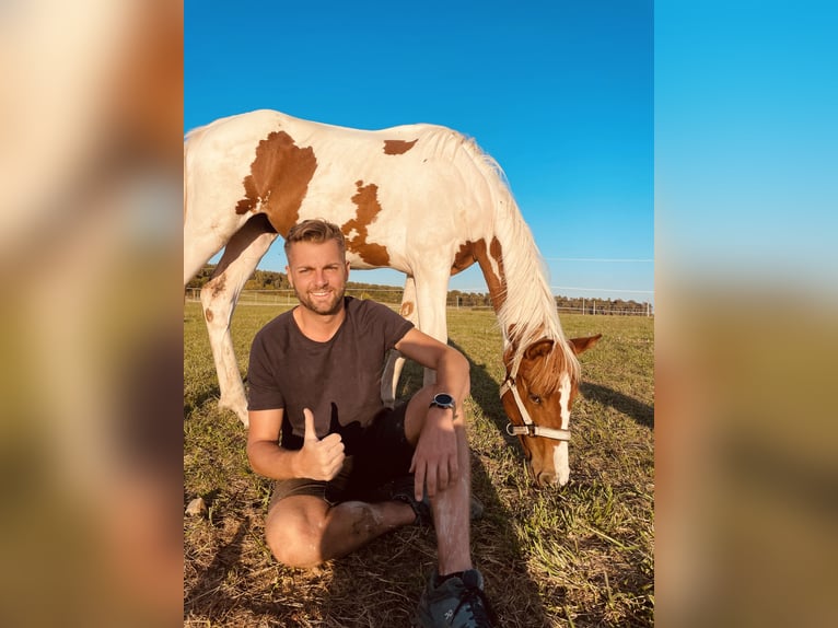 American Paint Horse Mix Giumenta 3 Anni 164 cm Pezzato in Schattendorf