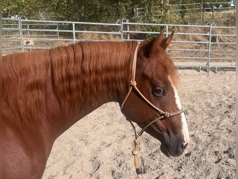 American Paint Horse Giumenta 3 Anni Sauro in Lautertal