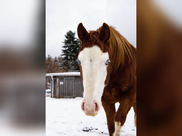 American Paint Horse Giumenta 3 Anni Sauro scuro in Elterlein
