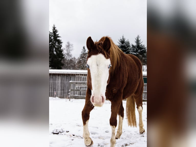 American Paint Horse Giumenta 3 Anni Sauro scuro in Elterlein