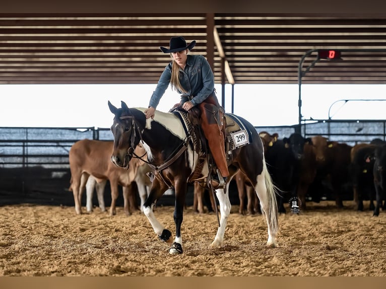 American Paint Horse Giumenta 4 Anni 142 cm Tobiano-tutti i colori in Springtown, Texas