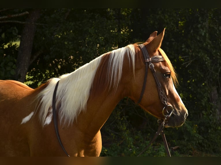 American Paint Horse Giumenta 4 Anni 145 cm Tobiano-tutti i colori in Bommert