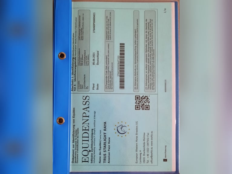 American Paint Horse Giumenta 4 Anni 145 cm Tobiano-tutti i colori in Mistelbach