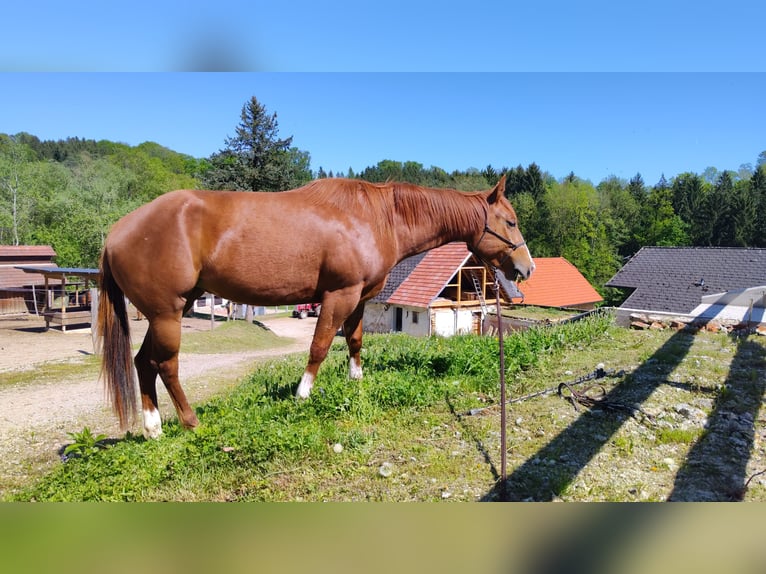 American Paint Horse Giumenta 4 Anni 147 cm Sauro scuro in Thomasreit