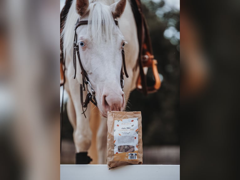 American Paint Horse Giumenta 4 Anni 150 cm  in Falkenstein/Vogtland