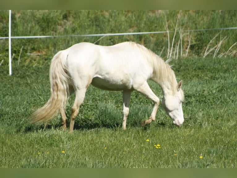 American Paint Horse Giumenta 4 Anni 150 cm Cremello in Warburg