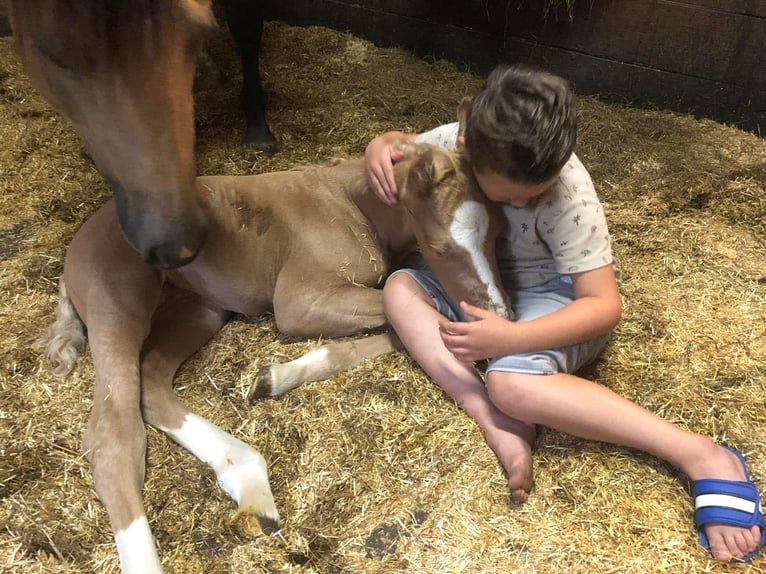 American Paint Horse Giumenta 4 Anni 150 cm Pelle di daino in Ede