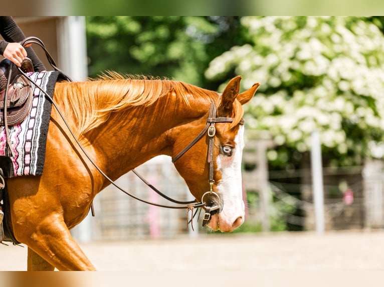 American Paint Horse Giumenta 4 Anni 150 cm Sauro in Lampertheim
