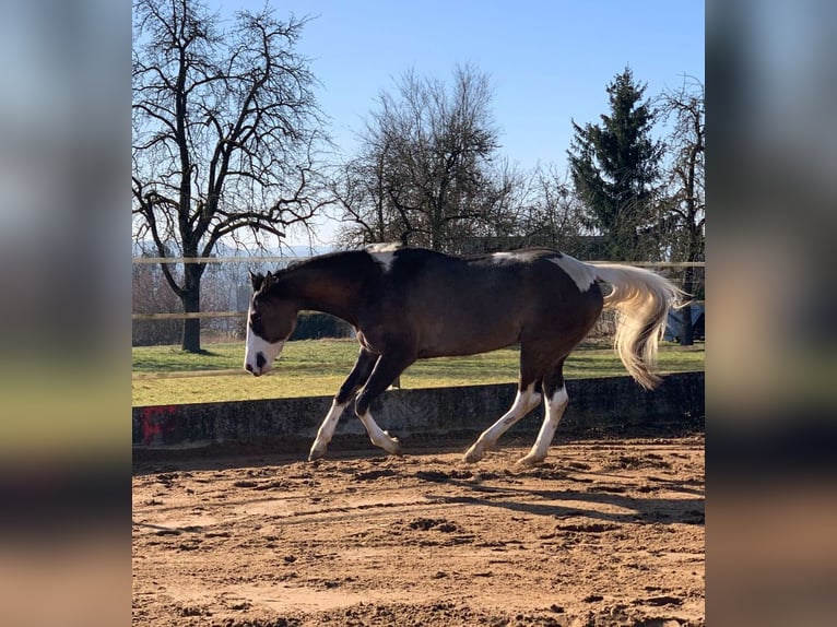 American Paint Horse Giumenta 4 Anni 156 cm Grullo in Ellwangen (Jagst)