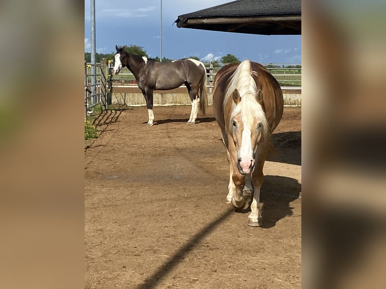 American Paint Horse Giumenta 4 Anni 156 cm Grullo in Ellwangen (Jagst)